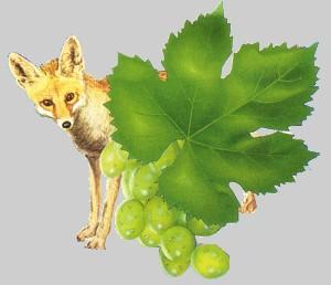Fox and Vineyard